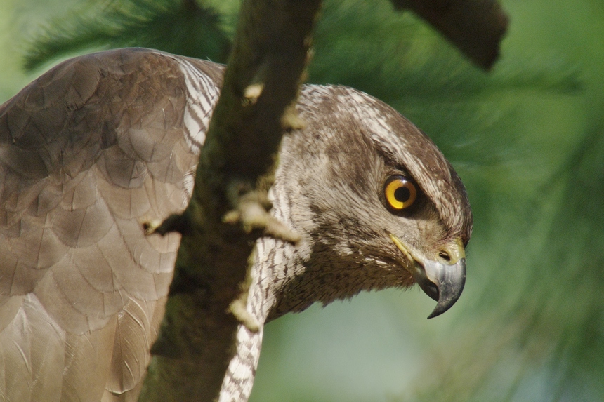 James Aldred 02 GOSHAWK (3)