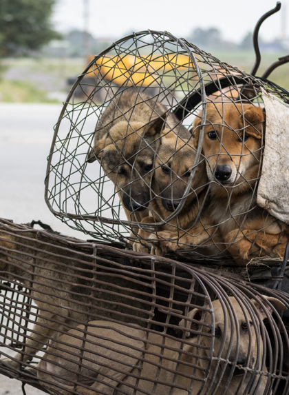 Amy Jones 06 Dogmeattransport Vietnam Ajones 2020 49