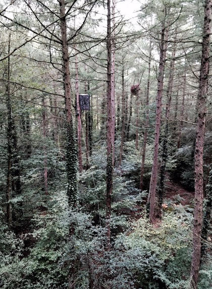 James Aldred 04 GOSHAWK NEST