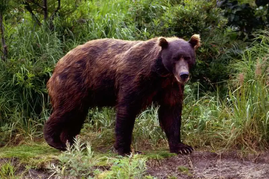 Alicia Colson Brown Bear