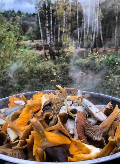 Mushrooms Foraging