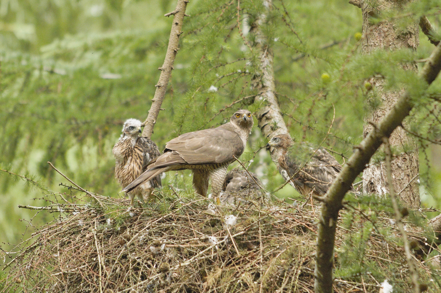 James Aldred 01 GOSHAWK (1)
