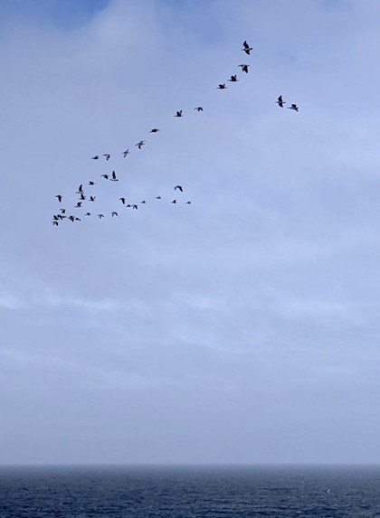 Birds Outer Heb