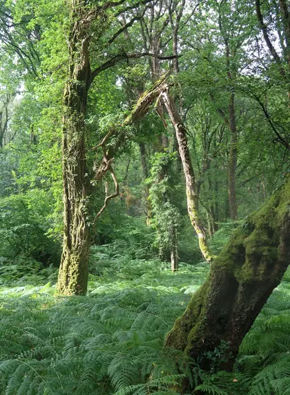 Tina Burchill 03 Woods2