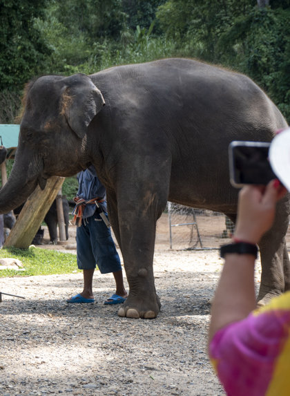 Amy Jones 09 Elephantnursery Thailand Ajones 2019 39