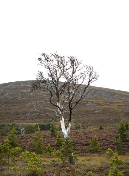 Em Hartova Tree