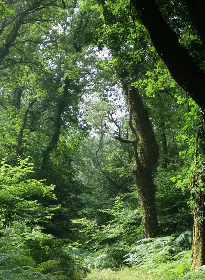 Tina Burchill 02 Woods1