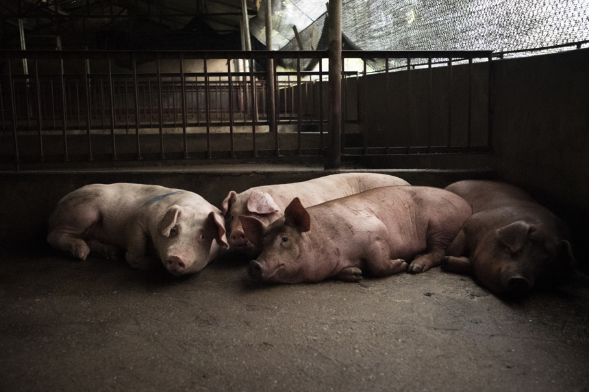 Amy Jones 16 Pigslaughterhouse Vietnam Ajones 2020 10