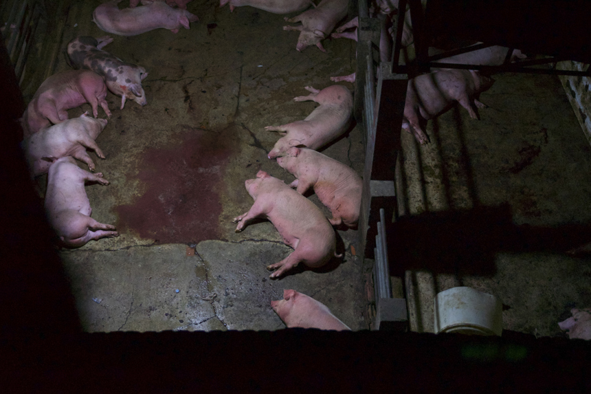Amy Jones 10 From The Window Pigslaughterhouse Cambodia Ajones 2019 11