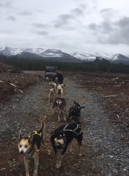 Aviemore Sleddogs