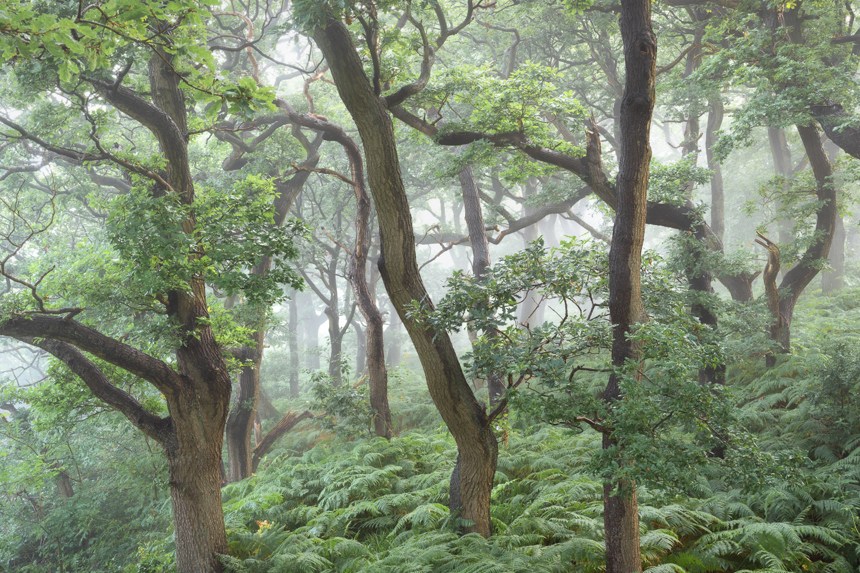Simon Baxter 10 Summer Sanctum