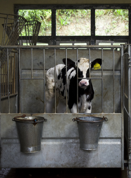 Amy Jones 13 Intensivedairyfarm Srilanka Ajones 2018 75