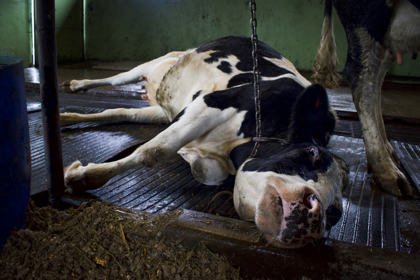 Amy Jones 05 Dairy Farming