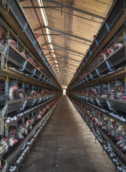 Amy Jones 12 Intensive Egg Farming