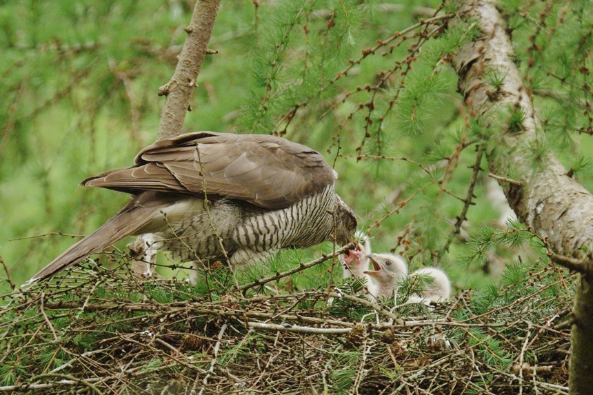 James Aldred 03 GOSHAWK (13)