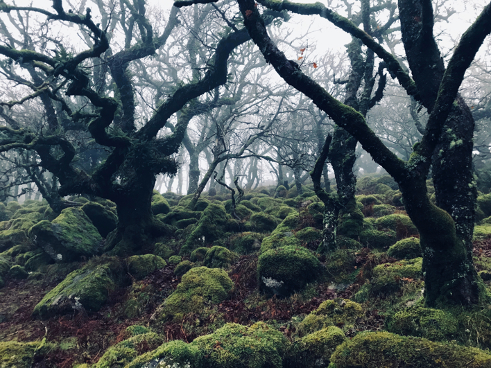 Wistman's Wood, one of the many pockets of Britain's lost rainforest Guy Shrubsole is fighting to restore