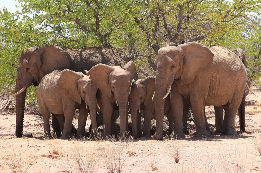 Catherine Edsell 1 The Herd