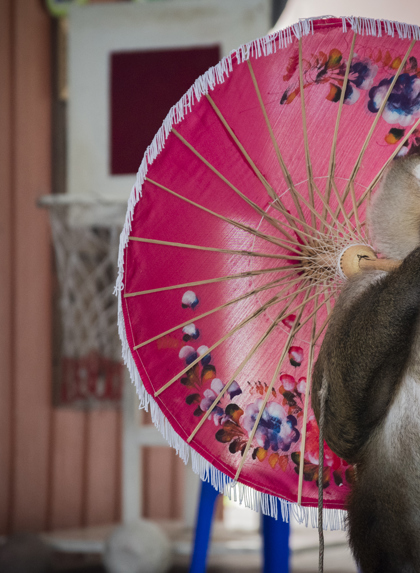 Amy Jones 15 Phuketzoo Thailand Ajones 2019 157