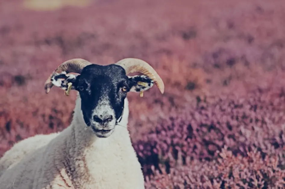 Sheep (1)