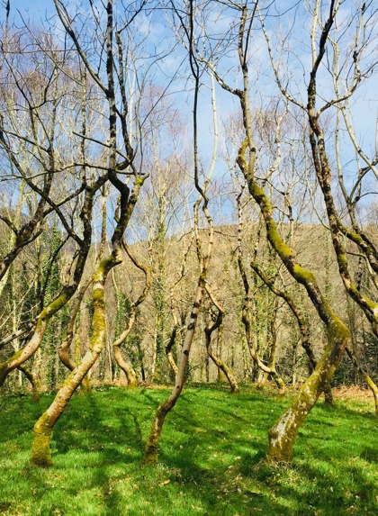Ash Dome, Wales