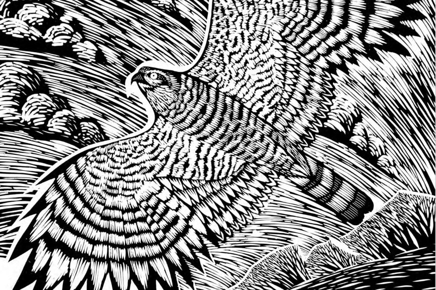 Rob Cowen 1 Nick Hayes Heeding Low Res Hawk