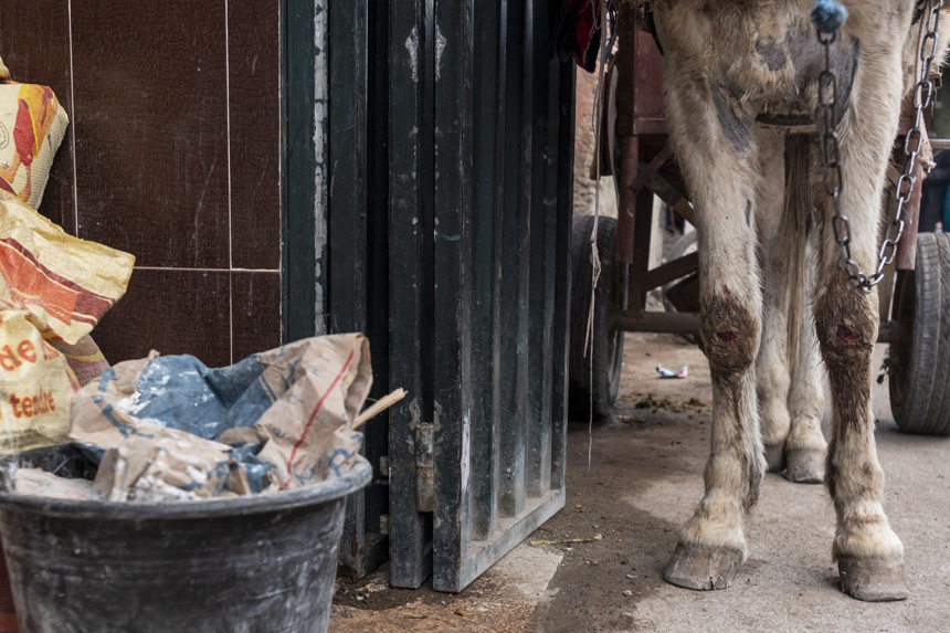 Amy Jones 18 Workinganimals Morocco Ajones 2020 26